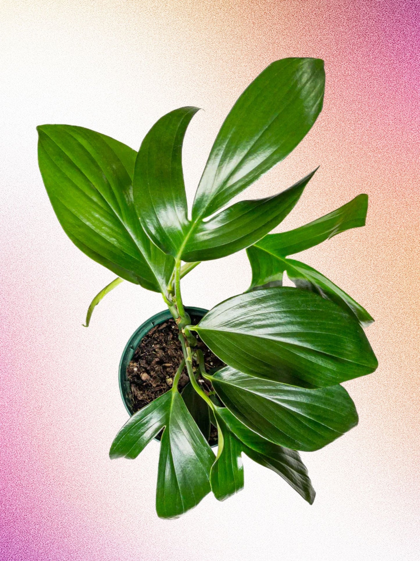 Rhaphidophora decursiva