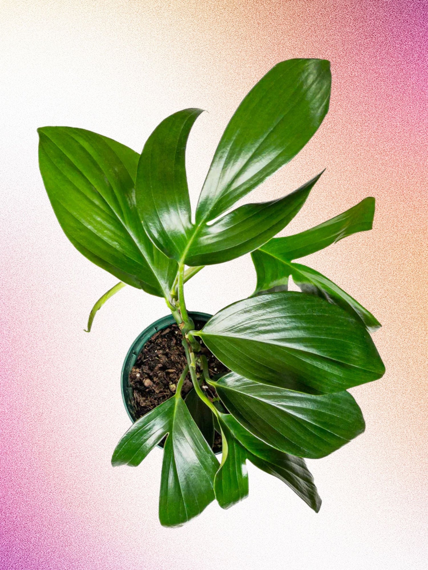 Rhaphidophora decursiva