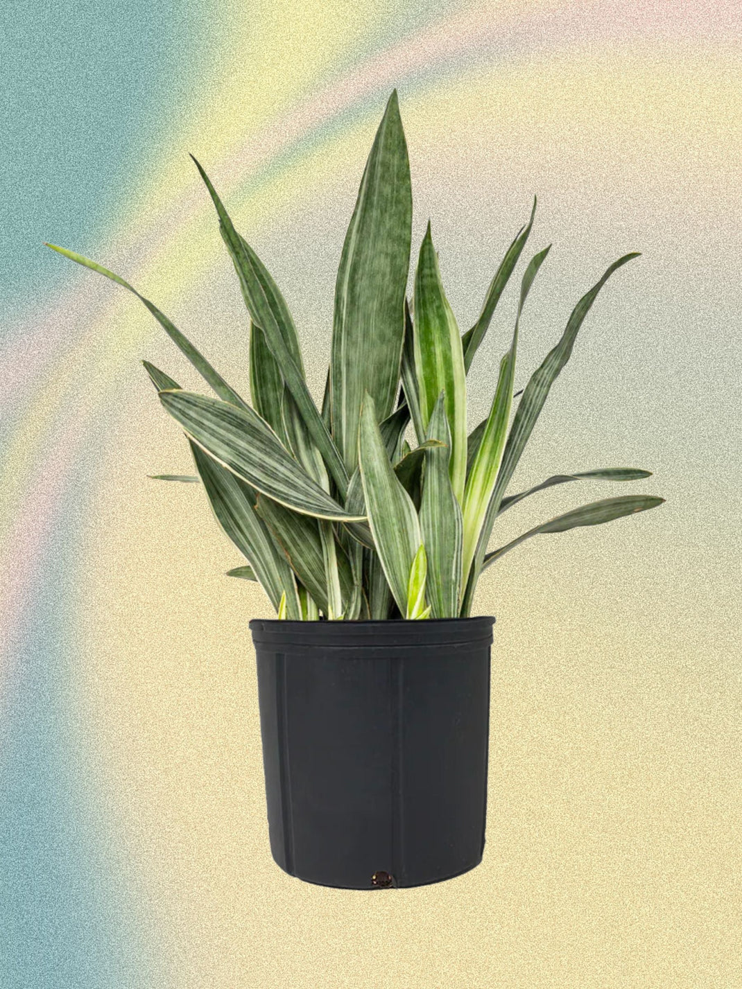 Sansevieria