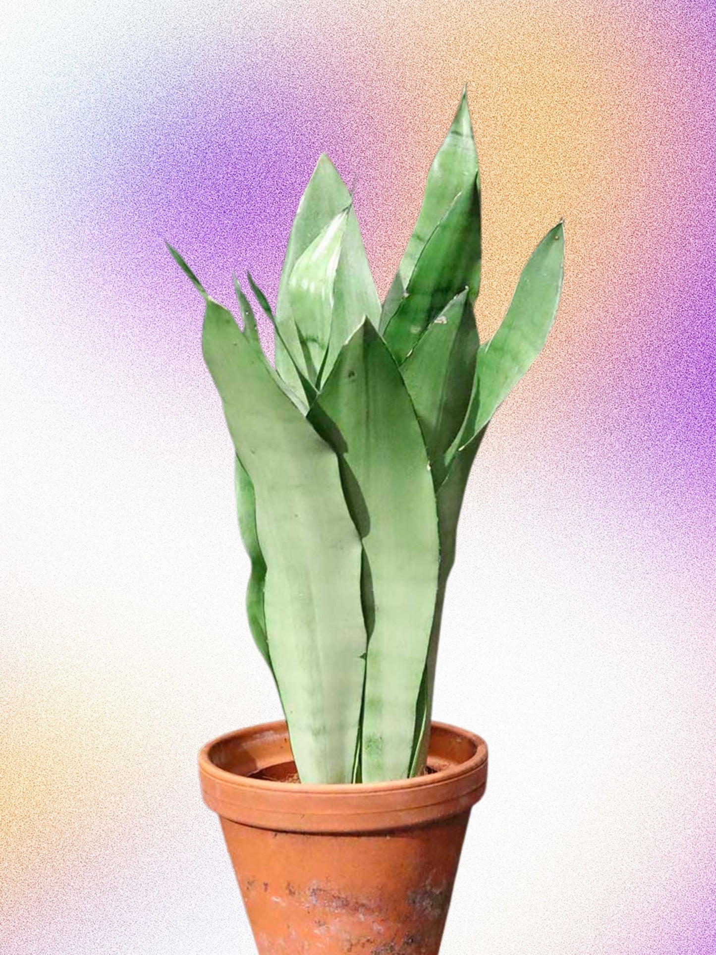 Sansevieria 'Moonshine'