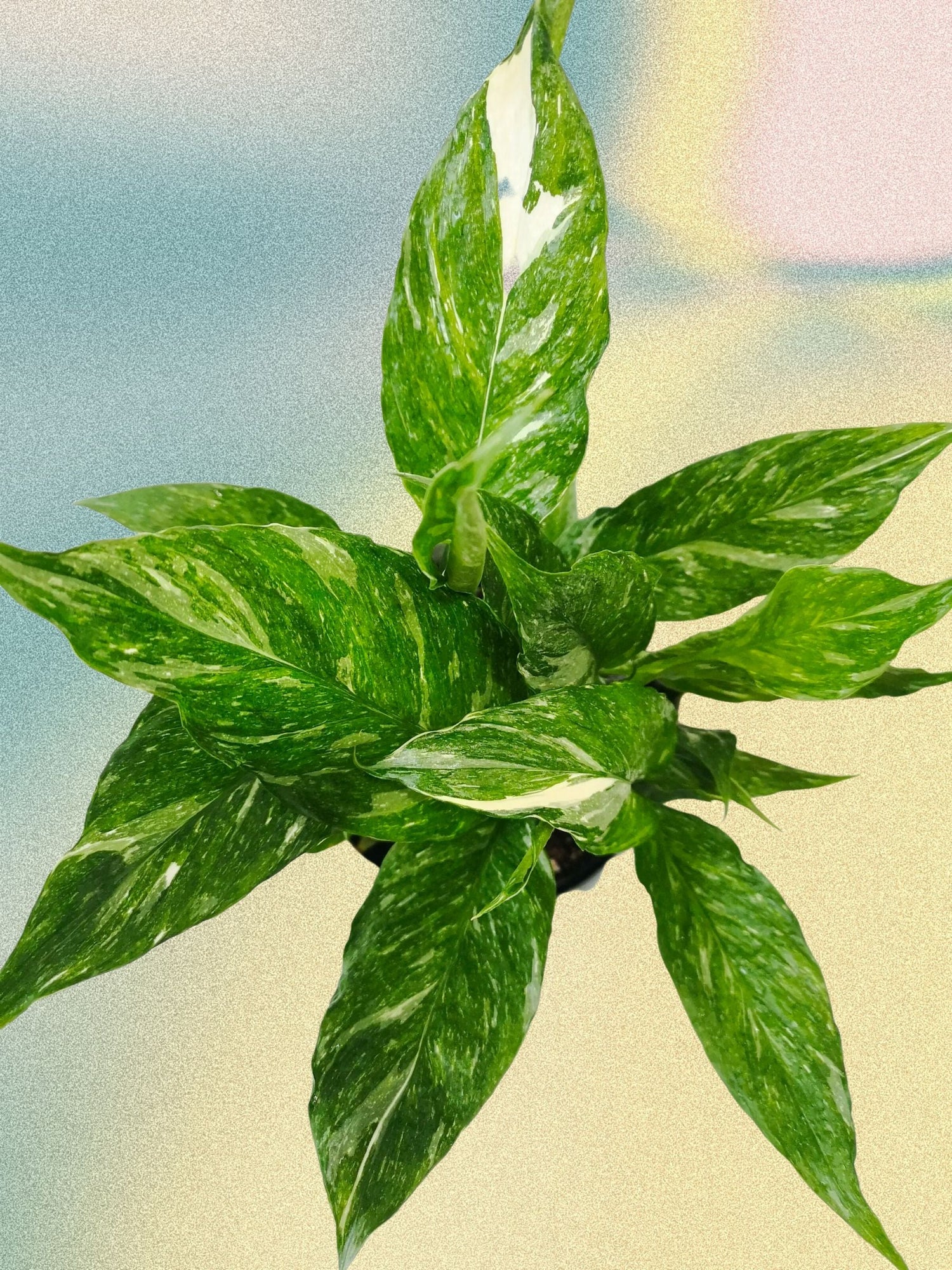 Spathiphyllum 'Domino' Peace Lily