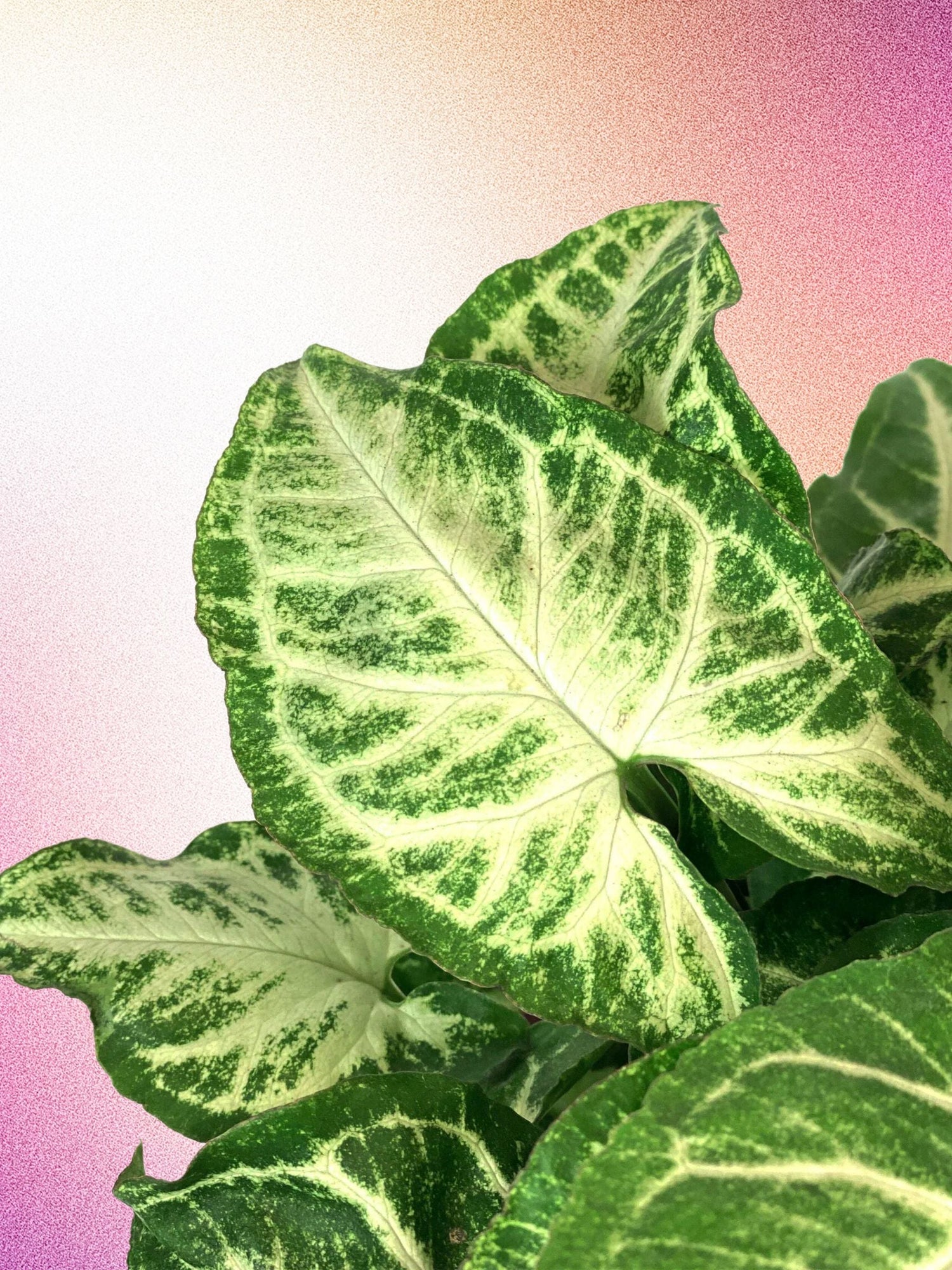 Syngonium podophyllum 'Go Glo'