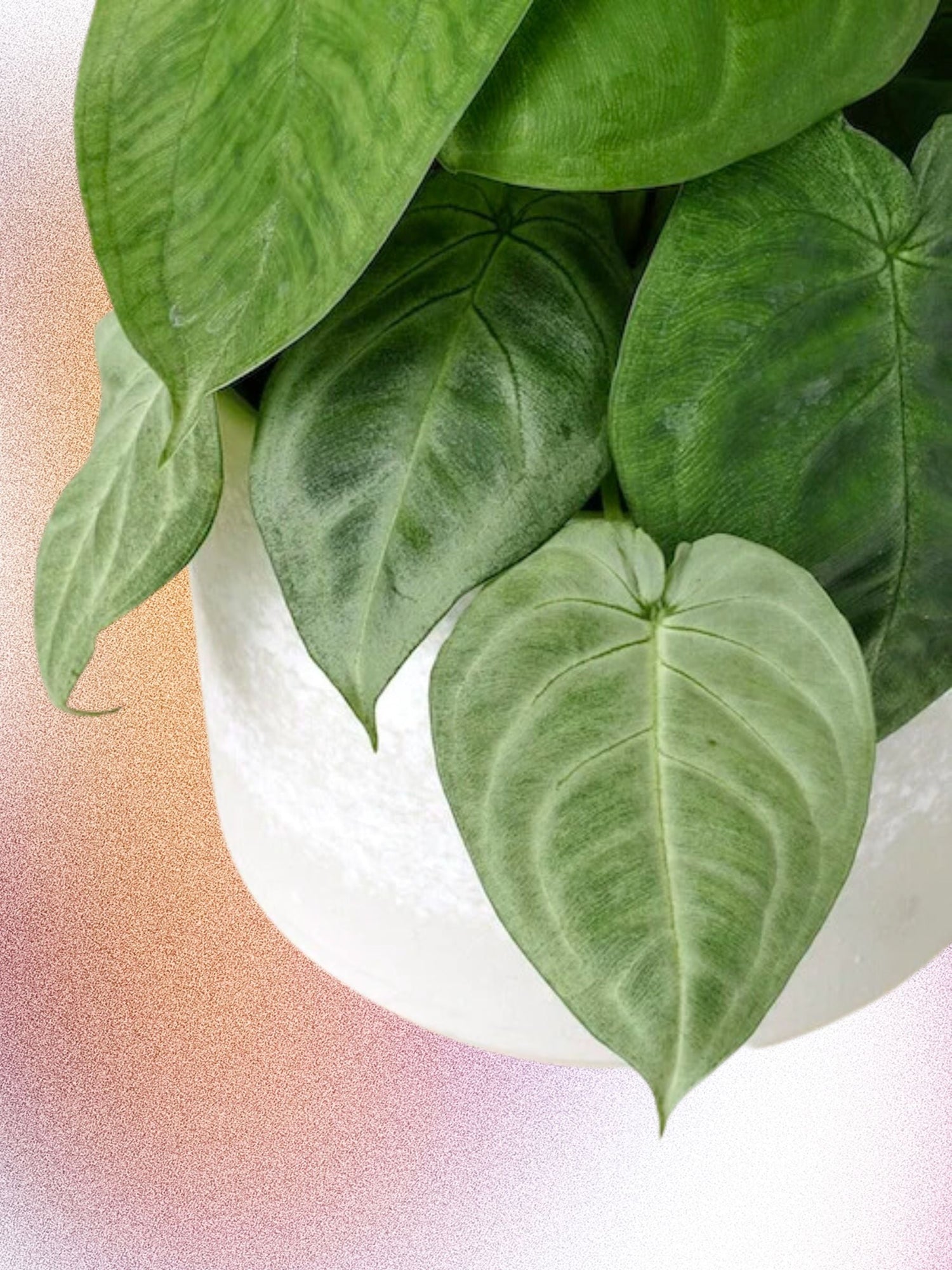 Syngonium macrophyllum 'Cœur givré'