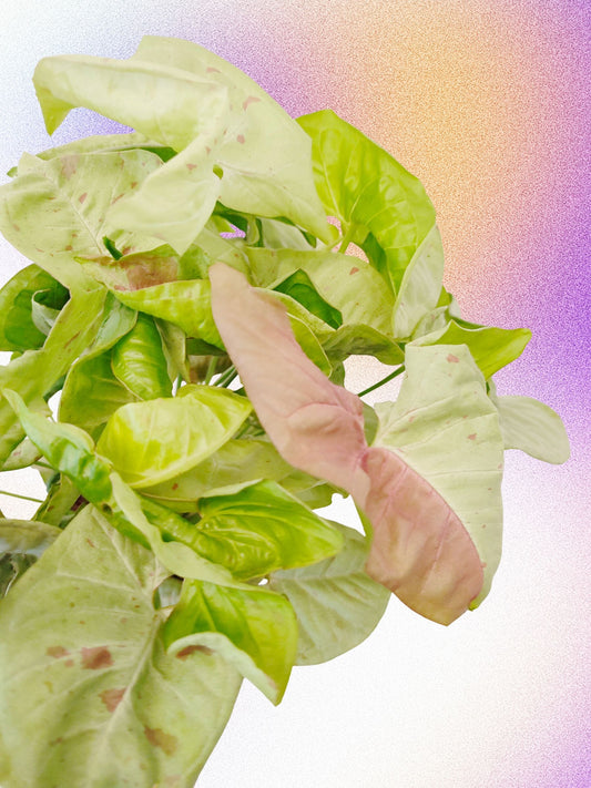 Syngonium podophyllum 'Confettis de lait'